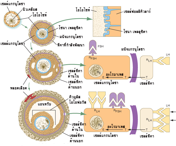 คลิกเพื่อดูภาพเคลื่อนไหว